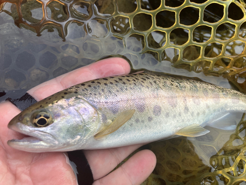 ヤマメの釣果