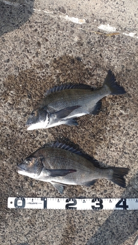 チヌの釣果