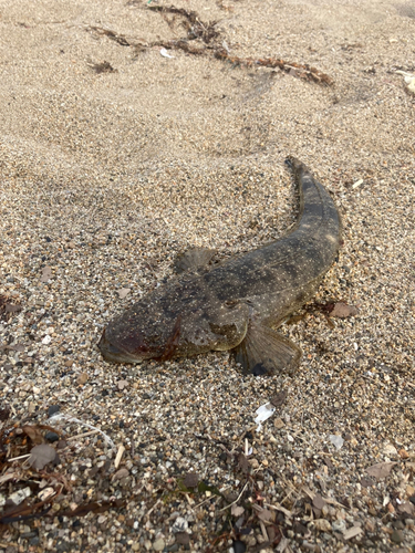 マゴチの釣果