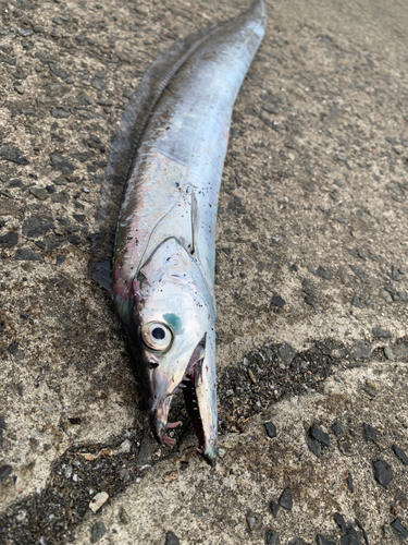 タチウオの釣果