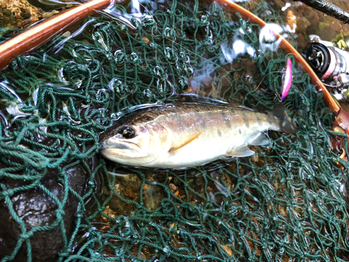 ヤマメの釣果