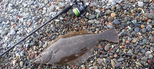 ヒラメの釣果