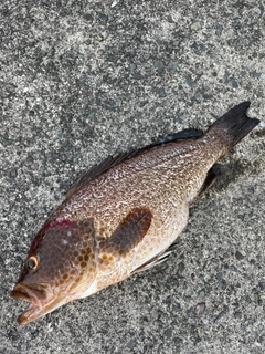 オオモンハタの釣果