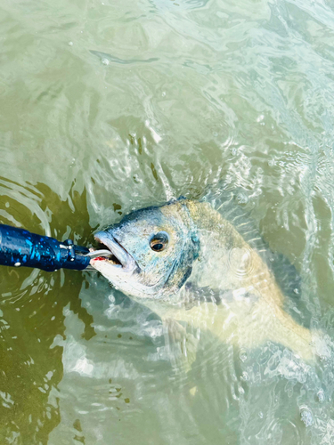 キビレの釣果