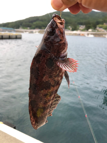 クジメの釣果