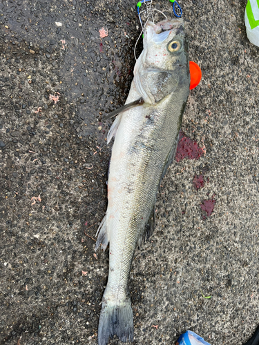 スズキの釣果