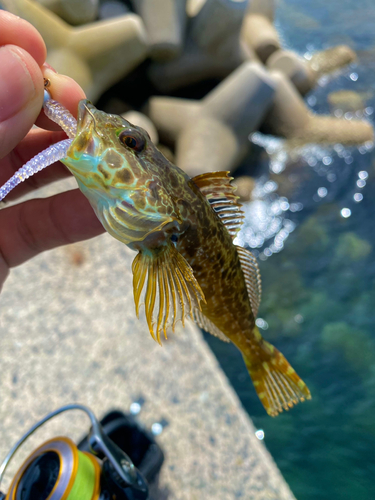 アナハゼの釣果