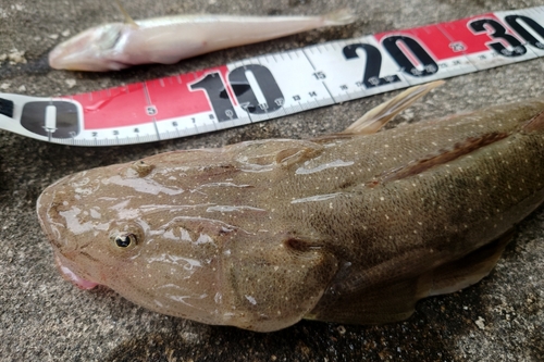 マゴチの釣果