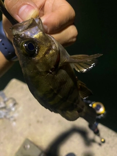 メバルの釣果