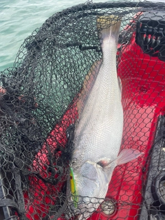 オオニベの釣果