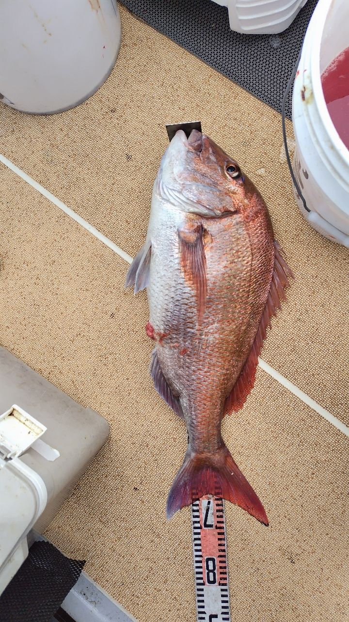 スズキーノさんの釣果 2枚目の画像