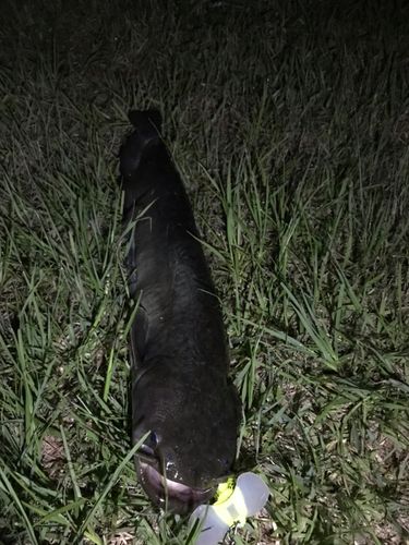 マナマズの釣果