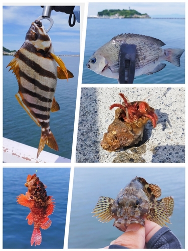 タカノハダイの釣果