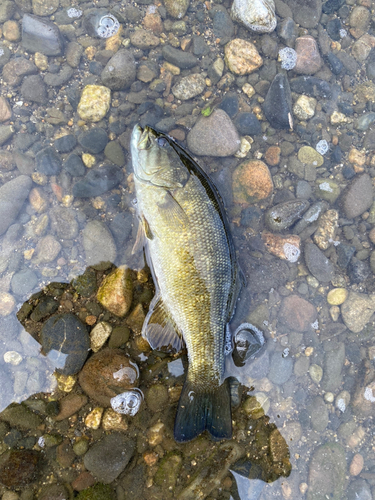 スモールマウスバスの釣果