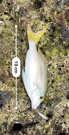 ヒトスジタマガシラの釣果