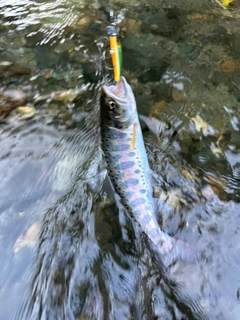 ヤマメの釣果