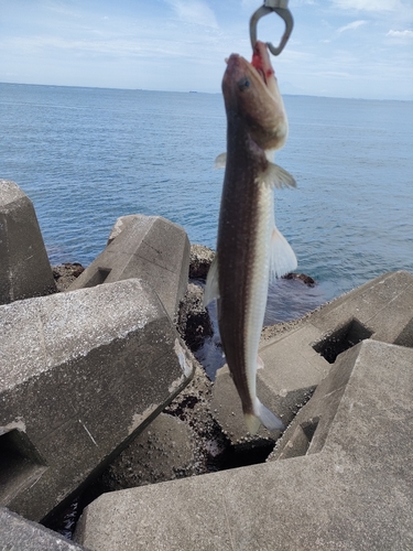 エソの釣果