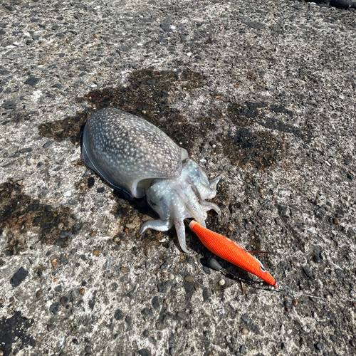 シリヤケイカの釣果