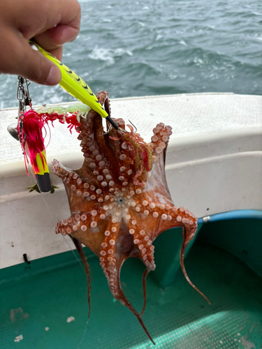 タコの釣果