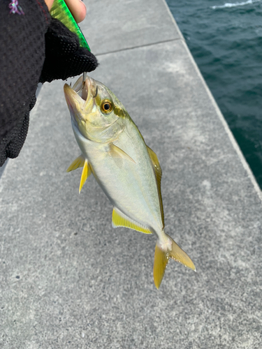 ショゴの釣果