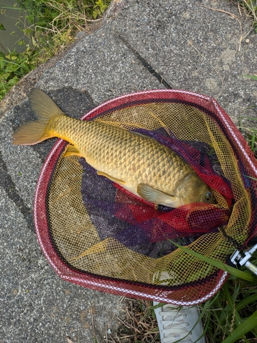 コイの釣果