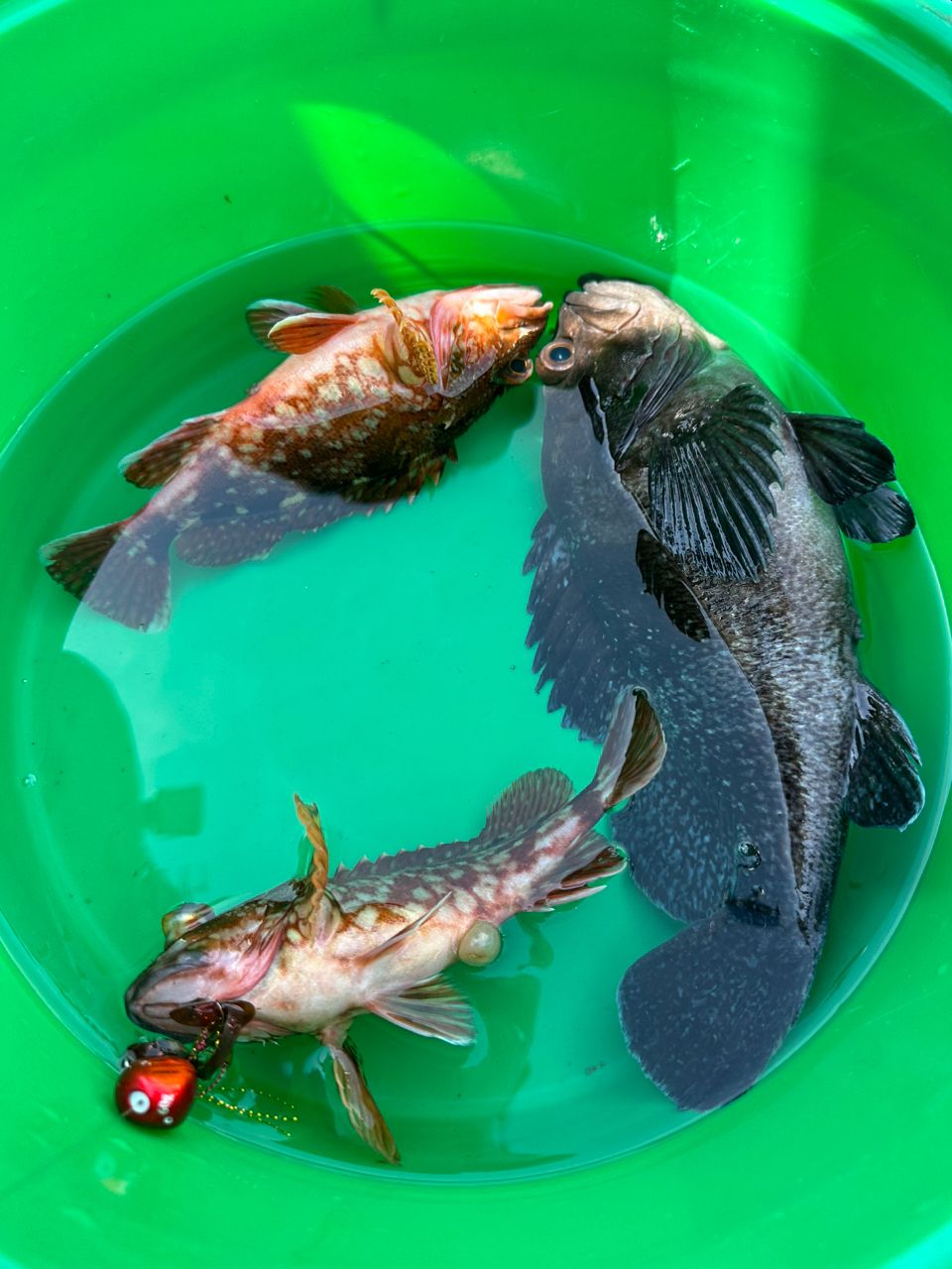 ☆沙乃○☆さんの釣果 2枚目の画像