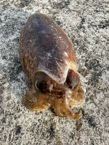 小名浜沖堤防