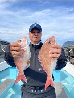 マダイの釣果