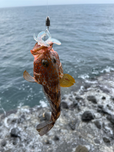 キジハタの釣果