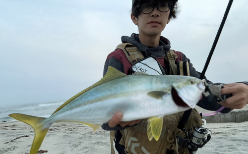 ヒラマサの釣果