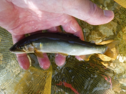 アユの釣果