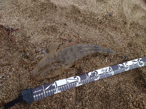 マゴチの釣果