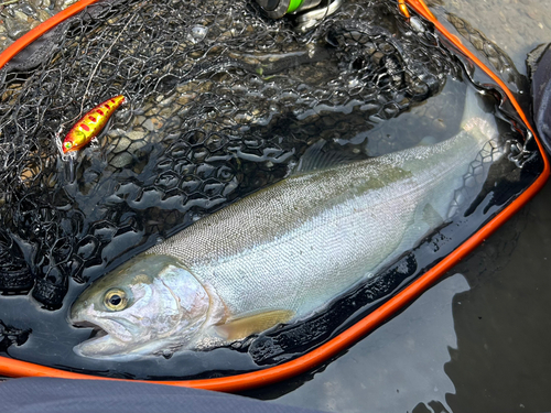 ニジマスの釣果