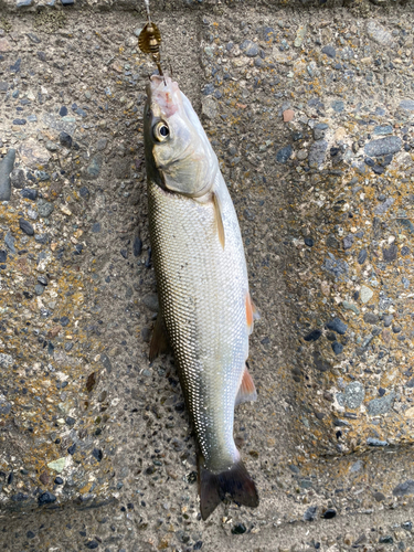 ウグイの釣果