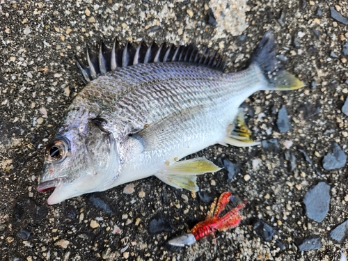 キビレの釣果