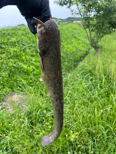 マナマズの釣果