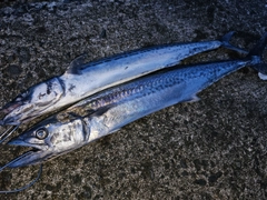 サゴシの釣果