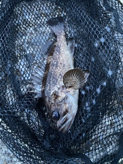 ソイの釣果