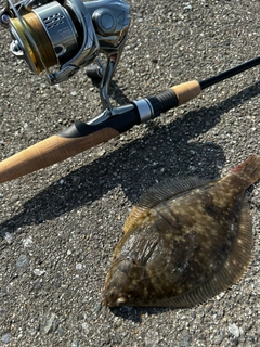 カレイの釣果