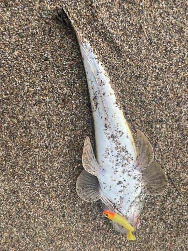 マゴチの釣果