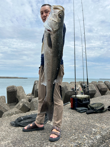 スズキの釣果