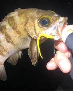 メバルの釣果