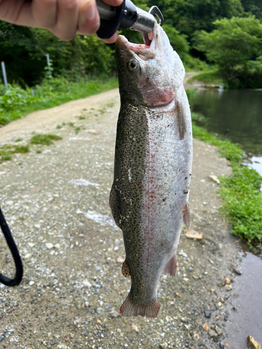 ニジマスの釣果