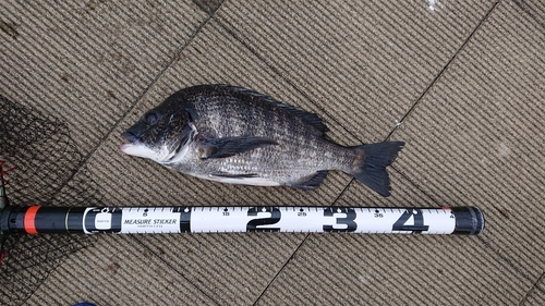 クロダイの釣果