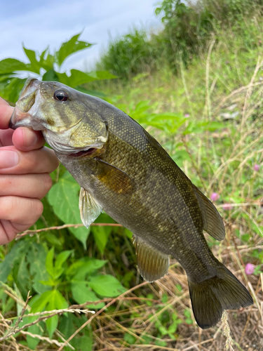 ラージマウスバスの釣果