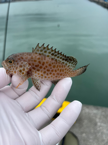 オオモンハタの釣果