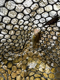 アマゴの釣果