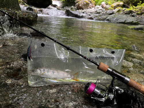 アマゴの釣果