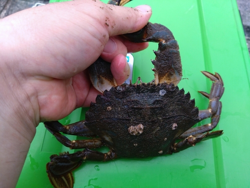 ガザミの釣果