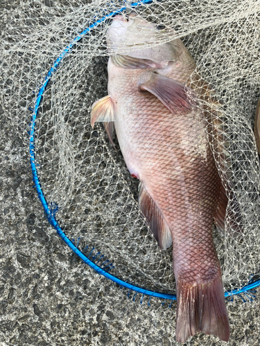 コブダイの釣果